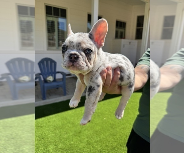 Medium Photo #5 French Bulldog Puppy For Sale in PLEASANTON, CA, USA