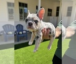 Small #4 French Bulldog