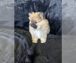 Small Photo #7 Pomeranian Puppy For Sale in TEMECULA, CA, USA