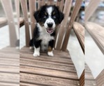Puppy Harry Australian Shepherd