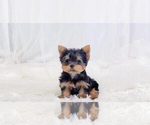 Yorkshire Terrier Puppy for sale in BAKERSFIELD, CA, USA