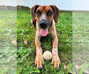 Ottis - Male Coonhound-Unknown Mix Dog for Adoption - Photo #4