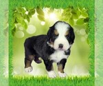 Small #1 Bernese Mountain Dog