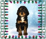 Small Photo #19 Bernedoodle Puppy For Sale in BLACK FOREST, CO, USA