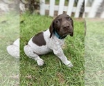 Small Photo #4 German Shorthaired Pointer Puppy For Sale in AIKEN, SC, USA