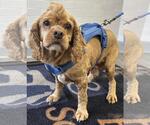 Small #2 Cocker Spaniel