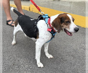 Bogart - Male Beagle Dog for Adoption - Photo #2