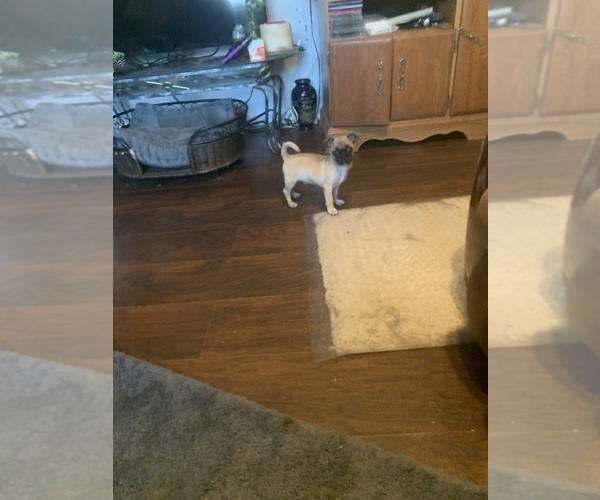 Medium Photo #2 Chug Puppy For Sale in HADLEY, KY, USA