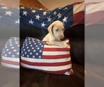 Small #10 Labrador Retriever