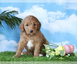 Goldendoodle-Poodle (Miniature) Mix Puppy for sale in FREDERICKSBG, OH, USA