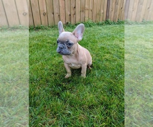 Medium French Bulldog