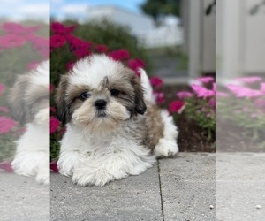 Shih Tzu Puppy for sale in CANOGA, NY, USA
