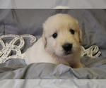 Small Photo #7 Golden Retriever Puppy For Sale in WENDELL, NC, USA