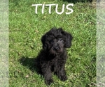 Image preview for Ad Listing. Nickname: Titus