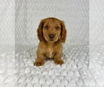 Small Photo #7 Dachshund Puppy For Sale in FRANKLIN, IN, USA