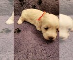 Small Photo #4 Coton de Tulear Puppy For Sale in DEATSVILLE, AL, USA