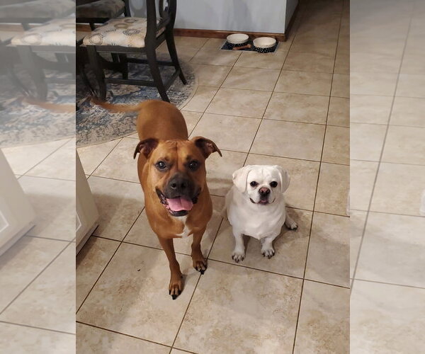 Medium Photo #5 Bulloxer Puppy For Sale in Woodbury, MN, USA