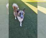 Small #1 Mutt