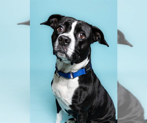 Medium Photo #2 American Staffordshire Terrier Puppy For Sale in Fort Lauderdale, FL, USA