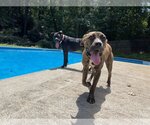 Small Photo #1 Boxer Puppy For Sale in Loganville, GA, USA