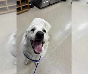 Great Pyrenees-Unknown Mix Dogs for adoption in Grand Prairie, TX, USA