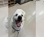 Small Great Pyrenees Mix