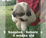 Small Photo #55 Great Pyrenees Puppy For Sale in HILLSVILLE, VA, USA