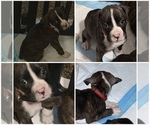 Small Photo #7 Boxer Puppy For Sale in DISPUTANTA, VA, USA