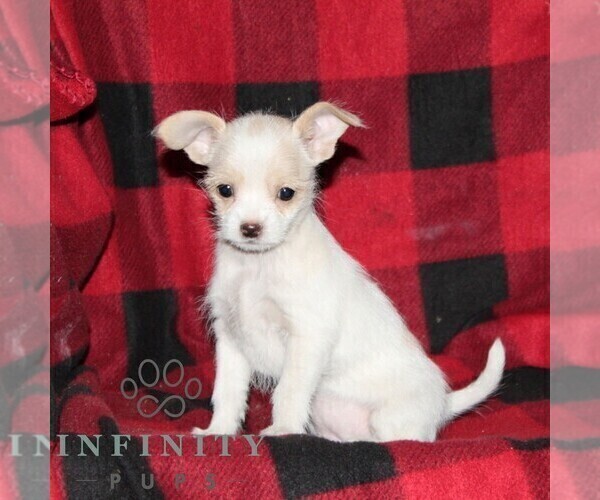 Medium Photo #1 Shih-Poo-Unknown Mix Puppy For Sale in OXFORD, PA, USA