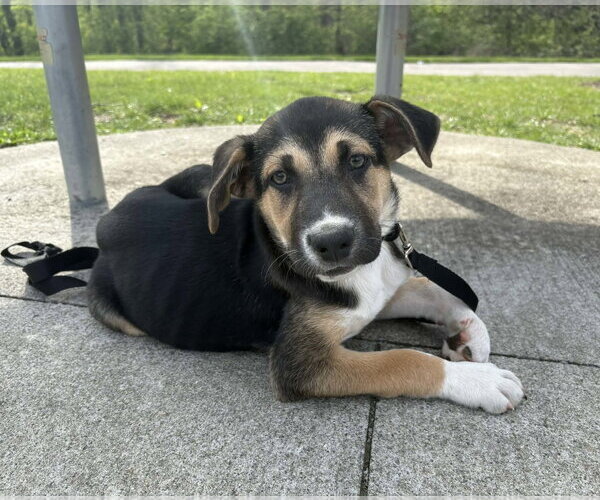Medium Photo #7 Siberian Husky-Unknown Mix Puppy For Sale in Germantown, OH, USA