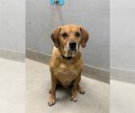 Small Basset Hound Mix