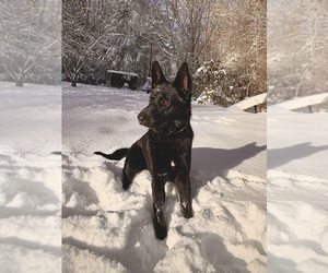 German Shepherd Dog Dogs for adoption in BREVARD, NC, USA
