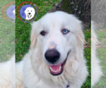 Small #3 Great Pyrenees