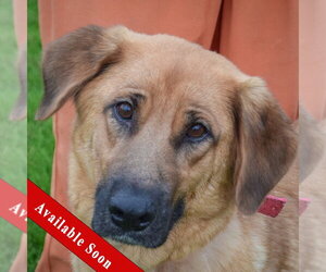 Golden Shepherd Dogs for adoption in Huntley, IL, USA