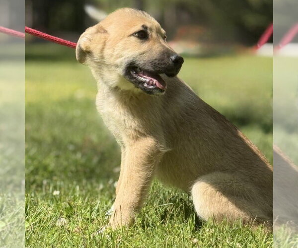 Medium Photo #2 Great Pyrenees Puppy For Sale in Yardley, PA, USA