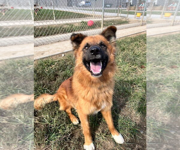 Medium Photo #2 German Shepherd Dog-Unknown Mix Puppy For Sale in Pierceton , IN, USA