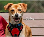 Small #1 Basenji Mix