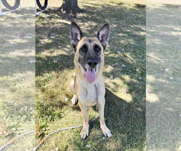 Medium Photo #2 German Shepherd Dog Puppy For Sale in Perth Amboy, NJ, USA