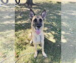 Small #1 German Shepherd Dog
