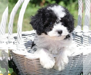 Cavapoo Puppy for sale in JONES, MI, USA
