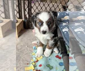 Australian Shepherd Puppy for sale in HOLLAND, MI, USA