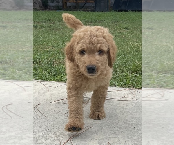 Medium Photo #1 Goldendoodle Puppy For Sale in PORT SAINT LUCIE, FL, USA