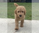 Small Photo #1 Goldendoodle Puppy For Sale in PORT SAINT LUCIE, FL, USA