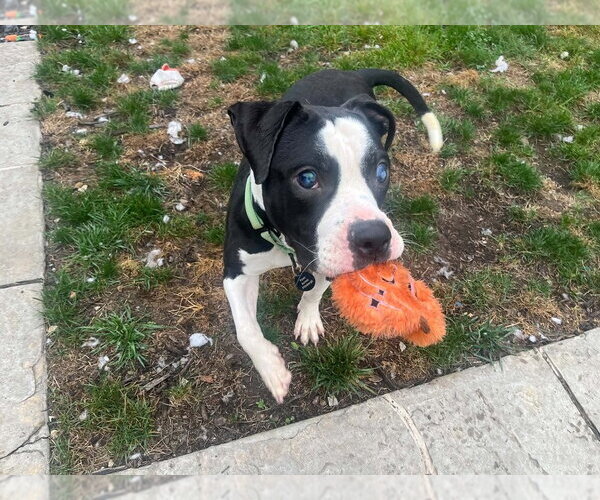 Medium Photo #1 Bull-Boxer Puppy For Sale in Springdale, PA, USA