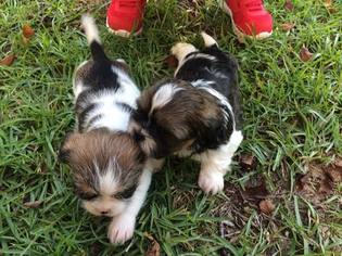 Shorkie Tzu Puppy for sale in MOBILE, AL, USA