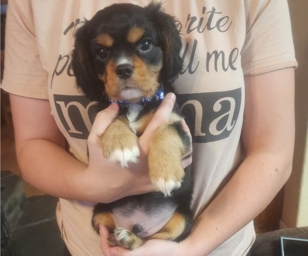 Medium Photo #1 Aussalier Puppy For Sale in ATHOL, ID, USA