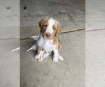 Puppy 2 Catahoula Leopard Dog-Poodle (Standard) Mix
