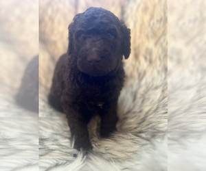 Labradoodle-Poodle (Standard) Mix Puppy for sale in LAKE MURRAY, SC, USA
