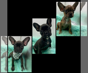 French Bulldog Puppy for sale in BEAUMONT, TX, USA