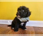 Puppy 3 Poodle (Toy)-Shih-Poo Mix